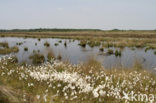 Veenpluis (Eriophorum angustifolium)