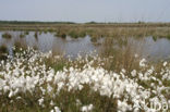 Common Cottongrass (Eriophorum angustifolium)