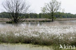 Veenpluis (Eriophorum angustifolium)