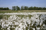 Veenpluis (Eriophorum angustifolium)