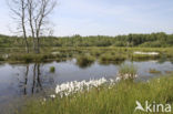 Veenpluis (Eriophorum angustifolium)