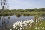 Common Cottongrass (Eriophorum angustifolium)