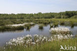 Veenpluis (Eriophorum angustifolium)