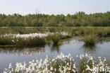 Veenpluis (Eriophorum angustifolium)