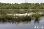 Common Cottongrass (Eriophorum angustifolium)