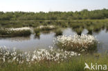 Veenpluis (Eriophorum angustifolium)