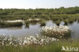 Common Cottongrass (Eriophorum angustifolium)