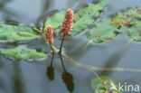 Veenwortel (Persicaria amphibia)