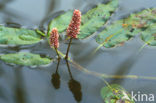 Amphibious Bistort