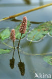 Veenwortel (Persicaria amphibia)