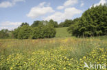 Veldzuring (Rumex acetosa)