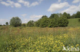 Veldzuring (Rumex acetosa)