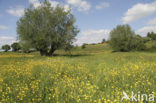 Veldzuring (Rumex acetosa)