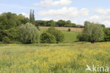 Veldzuring (Rumex acetosa)