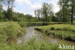 Veldzuring (Rumex acetosa)