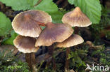 Vezelkop (Inocybe spec.)