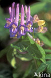 Bulbous Corydalis (Corydalis solida)