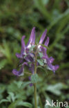 Vingerhelmbloem (Corydalis solida)