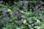 Vingerhelmbloem (Corydalis solida)