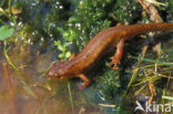 Vinpootsalamander (Lissotriton helveticus) 