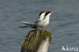 Common Tern (Sterna hirundo)