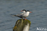 Common Tern (Sterna hirundo)