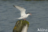 Common Tern (Sterna hirundo)