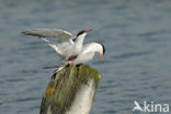 Common Tern (Sterna hirundo)