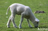 sheep (Ovis domesticus)