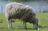 sheep (Ovis domesticus)