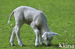 sheep (Ovis domesticus)