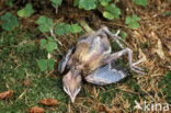 Eurasian Jay (Garrulus glandarius)