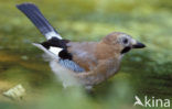 Eurasian Jay (Garrulus glandarius)