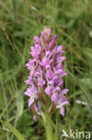 Vleeskleurige orchis (Dactylorhiza incarnata) 