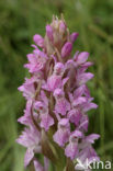 Vleeskleurige orchis (Dactylorhiza incarnata) 