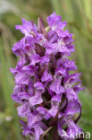 Vleeskleurige orchis (Dactylorhiza incarnata) 