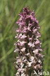 Vleeskleurige orchis (Dactylorhiza incarnata) 