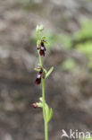 Vliegenorchis (Ophrys insectifera) 