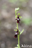 Vliegenorchis (Ophrys insectifera) 