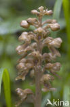 Bird’s-nest Orchid (Neottia nidus-avis)