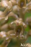 Bird’s-nest Orchid (Neottia nidus-avis)