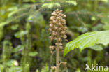 Bird’s-nest Orchid (Neottia nidus-avis)