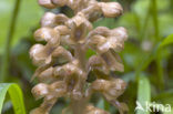 Bird’s-nest Orchid (Neottia nidus-avis)