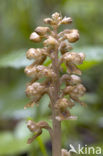 Bird’s-nest Orchid (Neottia nidus-avis)