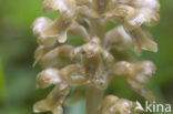 Bird’s-nest Orchid (Neottia nidus-avis)