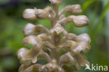 Bird’s-nest Orchid (Neottia nidus-avis)