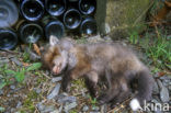 Vos (Vulpes vulpes)