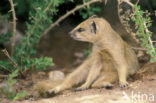 yellow mongoose (Cynictis penicillata)