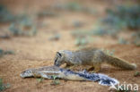 yellow mongoose (Cynictis penicillata)