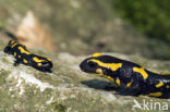 Vuursalamander (Salamandra salamandra) 